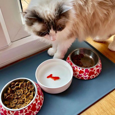 Ceramiczna miska dla kota ZŁOTA RYBKA