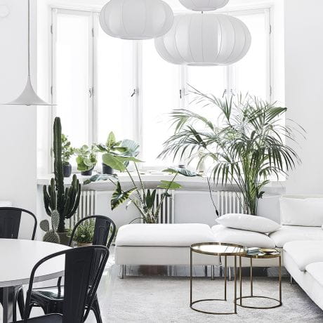 Green Home Book - ksika o rolinach doniczkowych