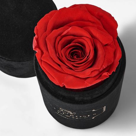 Mini flower box CZERWONA WIECZNA RӯA