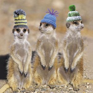 Kartka dla kumpla MEERKATS IN HATS