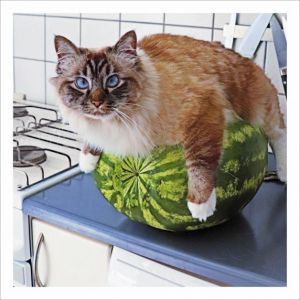 Kartka z kotem MELON CAT